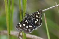 Eurrhypis pollinalis