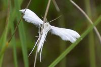 Pterophorus pentadactylus