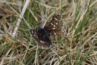 Spialia sertorius