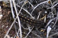 Manulea complana