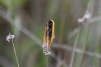 Setina irrorella