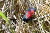 Zygaena transalpina
