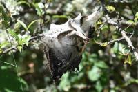 Eriogaster lanestris