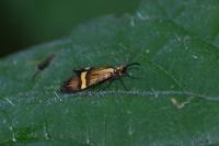Nemophora degeerella
