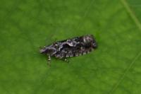 Zeiraphera isertana