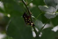 Arctia villica