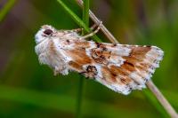 Eremobia ochroleuca