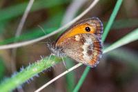 Pyronia tithonus