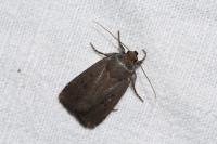 Amphipyra tragopoginis