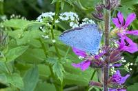 Celastrina argiolus