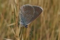 Cyaniris semiargus
