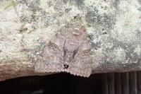 Catocala nupta