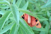 Euplagia quadripunctaria