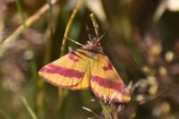Lythria cruentaria