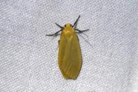 Wittia sororcula