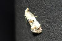 Cochylis hybridella