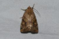 Cosmia trapezina