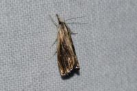 Catoptria verellus