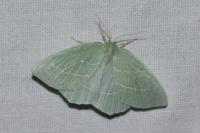 Hemistola chrysoprasaria