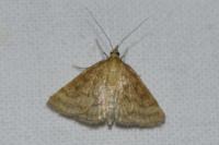 Psammotis pulveralis