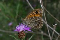 Lasiommata megera