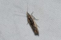 Ypsolopha scabrella