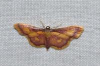 Idaea muricata