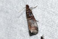 Acrobasis advenella