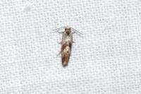 Falseuncaria ruficiliana