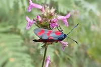 Zygaena filipendulae