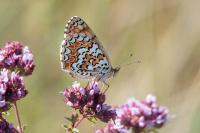Melitaea phoebe