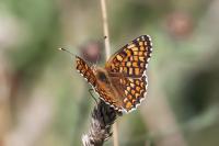 Melitaea phoebe