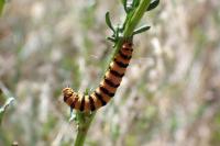 Tyria jacobaeae