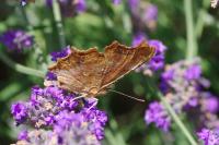 Polygonia c-album