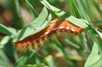 Acronicta rumicis