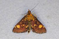 Pyrausta aurata