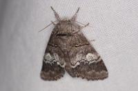 Drymonia querna