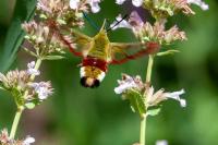 Hemaris fuciformis