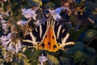 Euplagia quadripunctaria