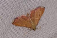 Endotricha flammealis