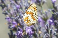 Melitaea cinxia