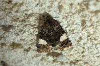 Tyta luctuosa