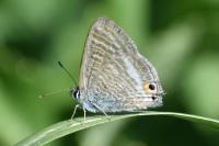 Lampides boeticus