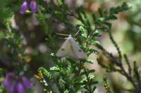 Rivula sericealis