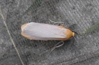 Katha depressa