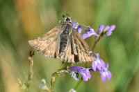 Erynnis tages