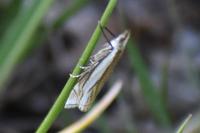 Crambus pascuella