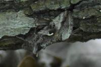 Autographa gamma