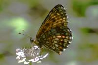 Melitaea athalia
