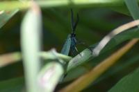 Jordanita globulariae